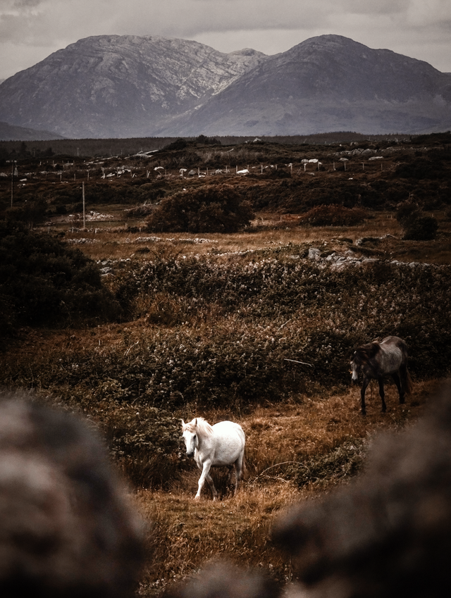 Ponies roam freely on a lush, grassy hill in County Galway, Ireland, under grey cloudy skies.